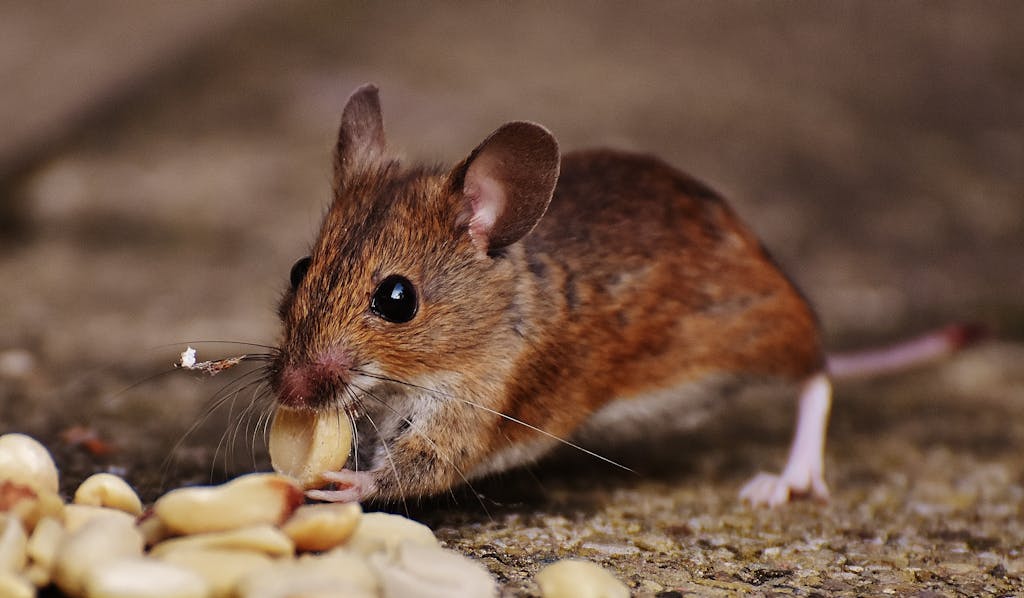 Detailed image of a mouse munching on peanuts in an outdoor setting.